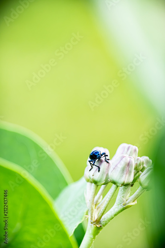 Close-up shot of a metallic blue leaf beetle perched on Calotropis gigantea (crown flower) buds with a bright green blurred background.⁠