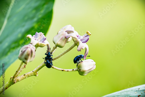 Close-up shot of a metallic blue leaf beetle perched on Calotropis gigantea (crown flower) buds with a bright green blurred background.⁠