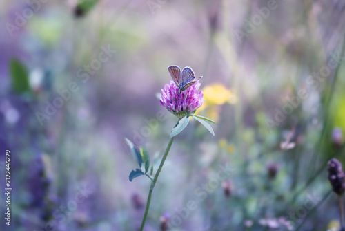 Fotografie Common Blue butterfly (Polyommatus icarus) in a summer meadow with wildflowers a
