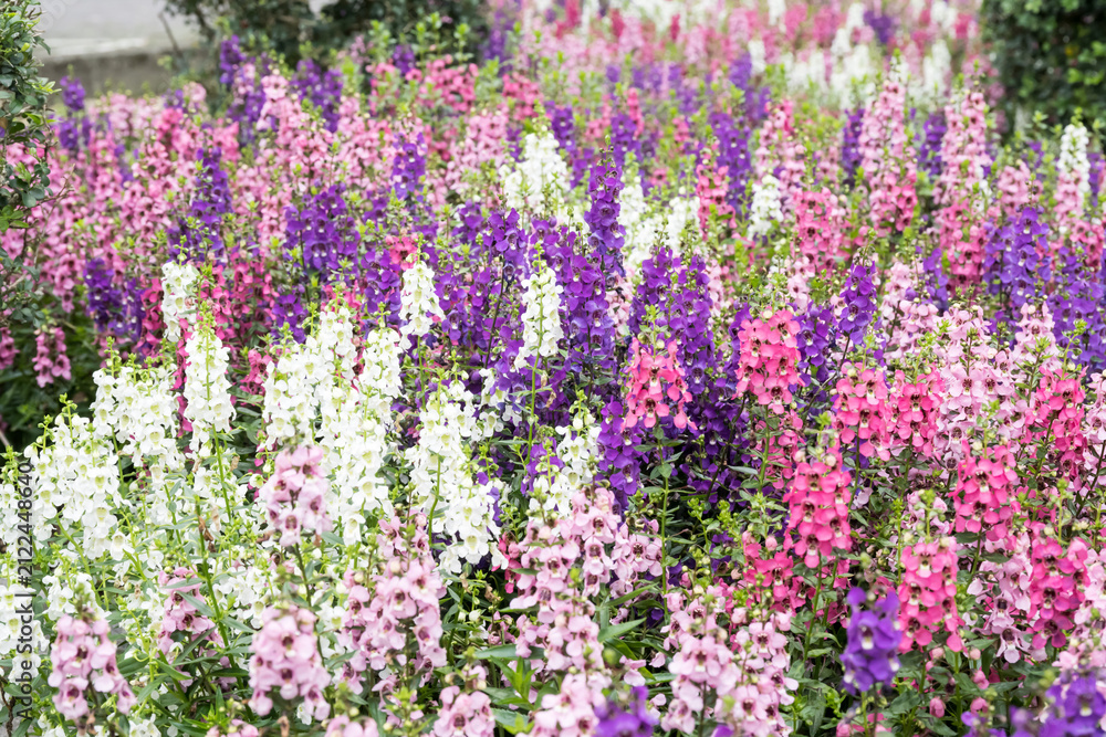Fototapeta premium Beautiful Angelonia salicariifolia flowers.
