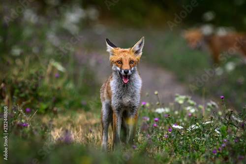 Red fox in a field