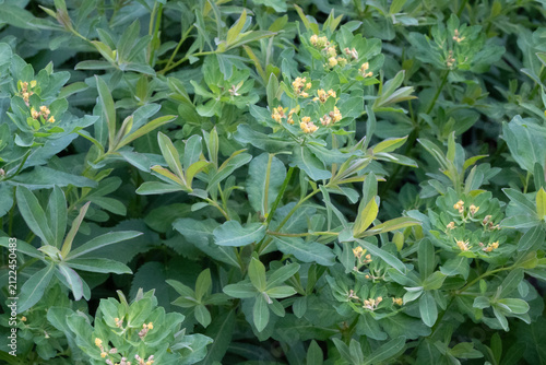 Foto Horizontal close-up of a lush green spurge plant with small yellow flower clusters and textured leaves