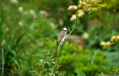 Konstfotografi A white-headed bulbul that just caught a green caterpillar