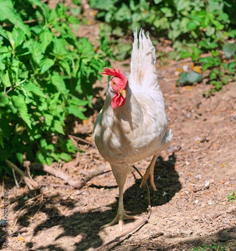 Styrian countryside, animals and trees, Hitzendorf, Styria, Austria, May 2026, white rooster in the grass