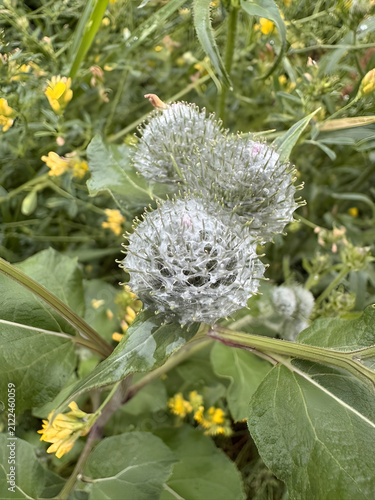 Close-up view of round plants with spiky texture and yellow flowers in the background near a field