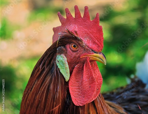 Styrian countryside, animals and trees, Hitzendorf, Styria, Austria, May 2026
, rooster on the farm