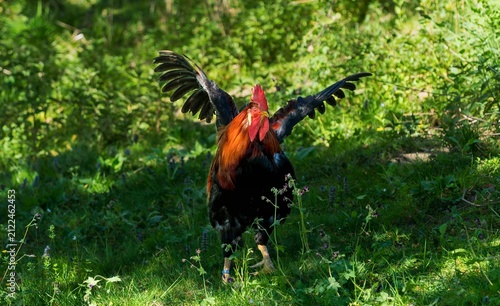 Styrian countryside, animals and trees, Hitzendorf, Styria, Austria, May 2026
, rooster on the farm