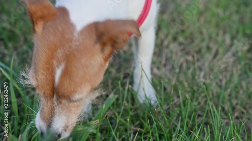 Jack Russell terrier dog eating grass outdoors
