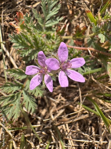 Wild purple flowers growing in a grassy field during a sunny day in springtime