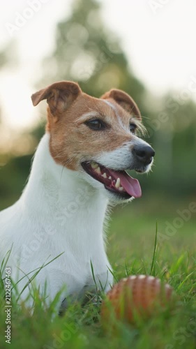 Small dog resting on grass outdoors and breathing quickly in hot weather