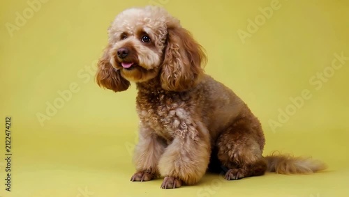 Delightful 4K companion animal video showcasing a charming young brown poodle sitting gracefully against a vibrant solid yellow background creating a bright joyful and highly marketable pet