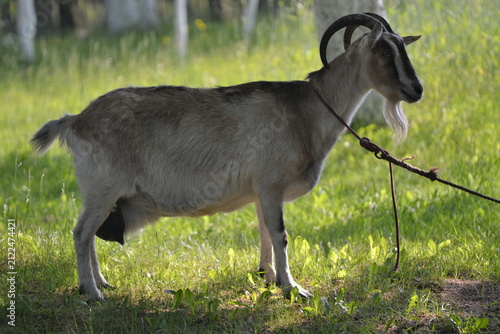 Foto Horned goat grazing in a lush green meadow on a sunny day