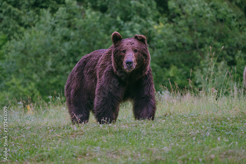 Foto Brown bear standing in green meadow
