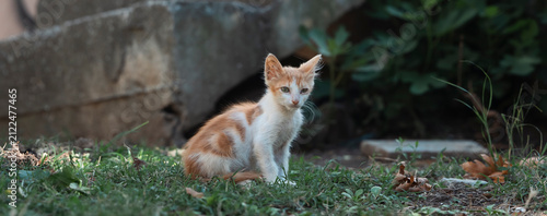 Stray Kitten Alone on Concrete Wall Animal Charity Concept