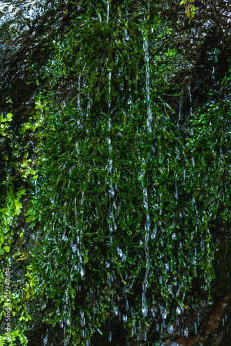 Foto Clear mountain water trickles down dark, wet rocks covered in vibrant green moss