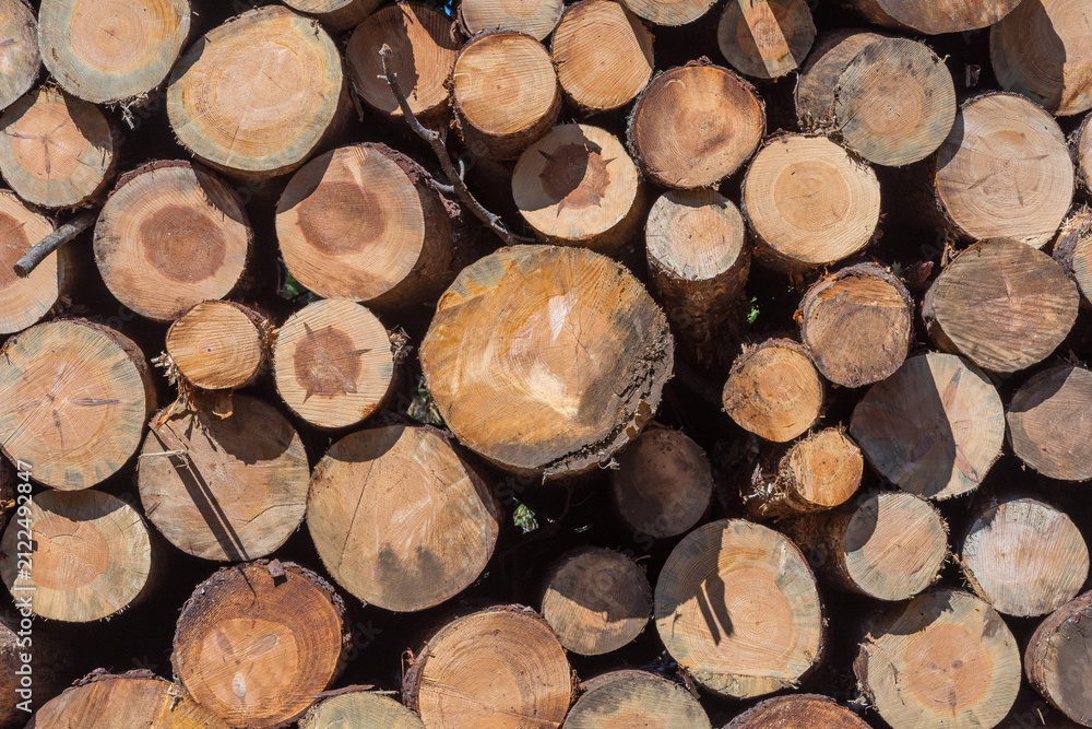 Fototapeta premium A stack of freshly cut pine logs