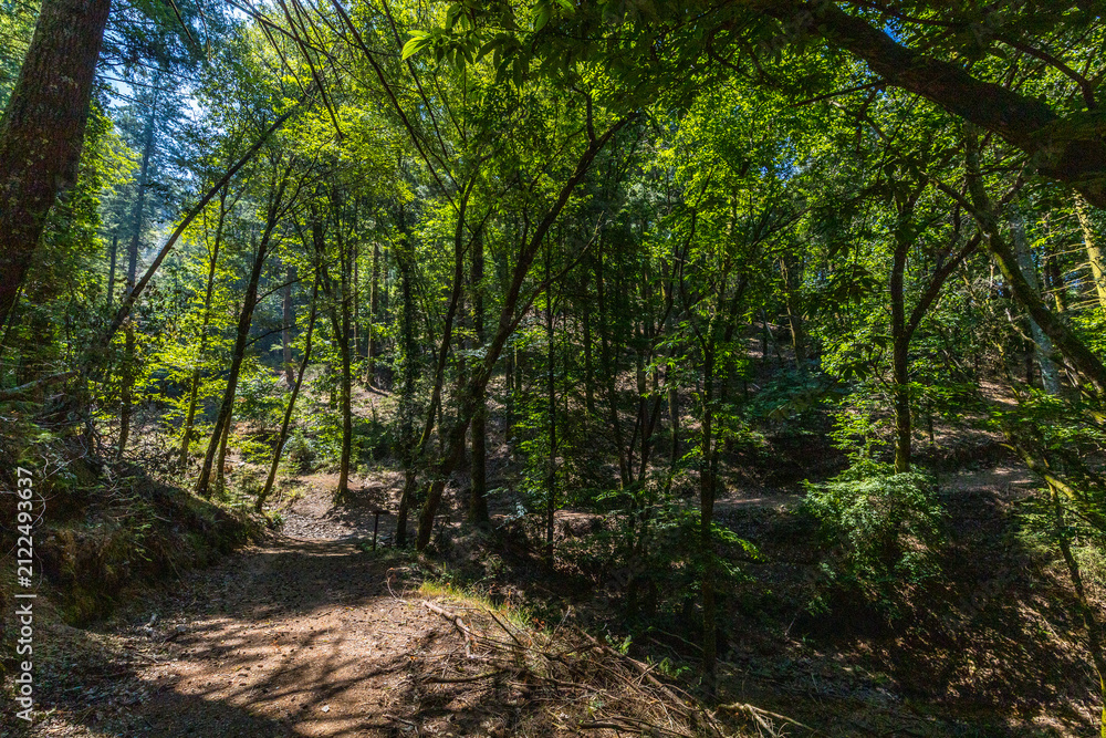 Obraz premium Sunlight streams through vibrant green canopies along a peaceful dirt hiking path