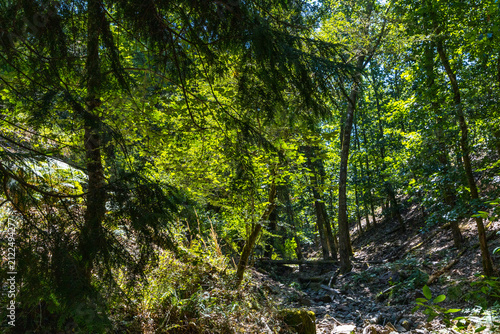 Sunlight illuminates a dense, lush green forest canopy
