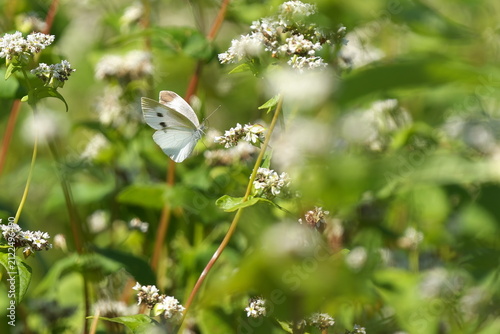Canvastavla 蕎麦の花に飛んできたモンシロチョウ