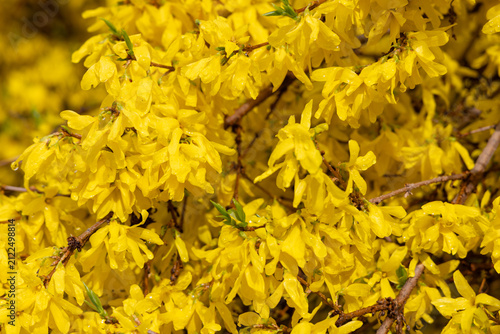 Foto Dense forsythia blossoms glow yellow after rain, filling the frame with layered petals, woody branches, and fresh spring color