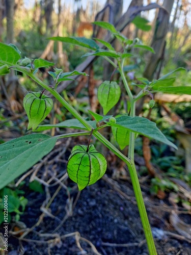 Cuadro en lienzo Cluster of unripe ground cherry fruits enclosed in green papery husks growing naturally on a Physalis plant in a tropical garden