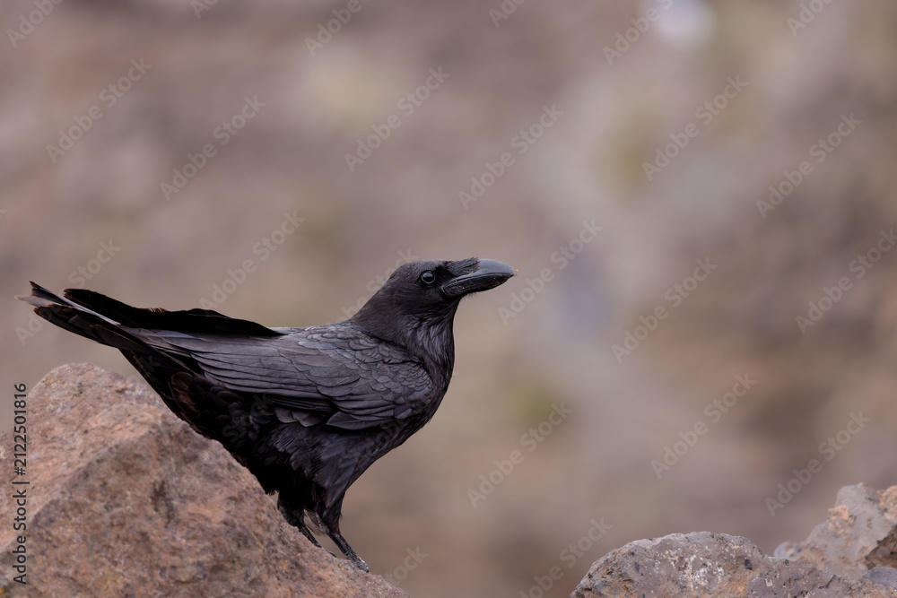 Fototapeta premium Common Raven (Corvus corax) sitting on a rock on the Roque de los Muchachos, the highest mountain on La Palma, Canary Islands, Spain.