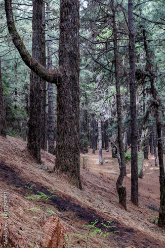 Pine forest on the hike Ruta de los Volcanos on La Palma, Canary Islands, Spain.
