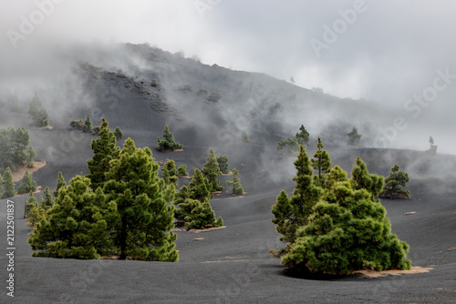 Landscape with green Canary Island Pines and black volcanic ashes near the volcano Tajogaite on La Palma, Canary Islands, Spain.
