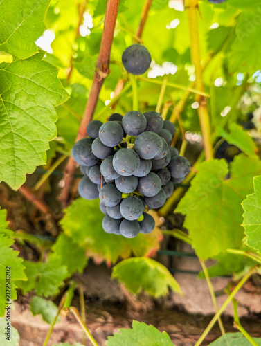 Weinstock, Wein, Weintrauben, Muskat Blue, Lecker, Bio 