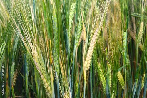 Green field with rye. Green, not yet ripe spikelets of rye close-up. Selective focus, blurred background. Concept of a good harvest. Ukraine, Europe.