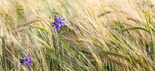 Green field with rye. Green, not yet ripe spikelets of rye close-up. Selective focus, blurred background. Concept of a good harvest. Ukraine, Europe.