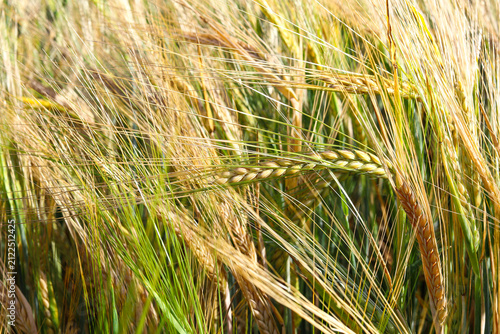 Green field with rye. Green, not yet ripe spikelets of rye close-up. Selective focus, blurred background. Concept of a good harvest. Ukraine, Europe.