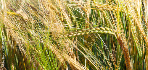 Green field with rye. Green, not yet ripe spikelets of rye close-up. Selective focus, blurred background. Concept of a good harvest. Ukraine, Europe.