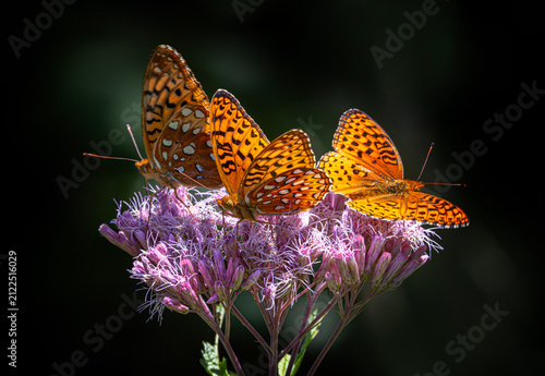 Aphrodite fritillary butterflies on Spotted Joe-pyeweed in Algonquin Park, Canada