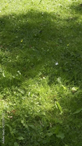 Butterfly resting on green grass in sunlight, surrounded by lush vegetation, with shadows creating a dynamic interplay of light and dark across the scene