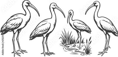 Hand Drawn Ibis Bird Collection Vector Illustration Set with Standing Wading Birds, Long Curved Beaks and Wetland Wildlife Poses.