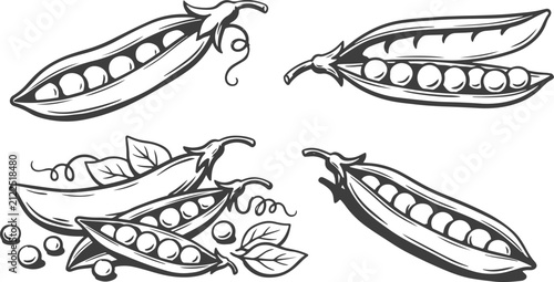 Hand Drawn Green Pea Pod Collection Vector Illustration Set with Open Peapods, Fresh Garden Peas, Leaves and Loose Pea Seeds.