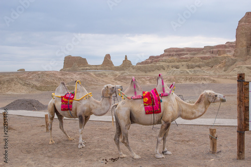 Sightseeing Camels on Gobi at Ghost City Scenic Area, Xinjiang, China
