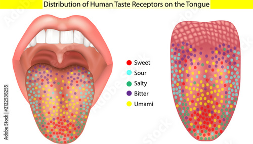 Distribution of Human Taste Receptors on the Tongue Medical Illustration. Taste Bud demonstrates that Receptors for sweet, sour, salty, bitter, and umami tastes
