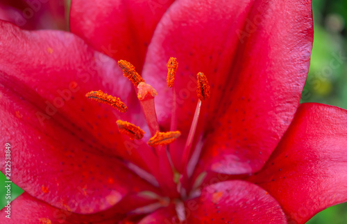 Obraz na plátne Close-up macro shot of a beautiful red lily flower with orange pollen