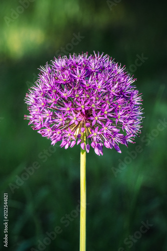Obraz na plátne Purple allium flower in bloom