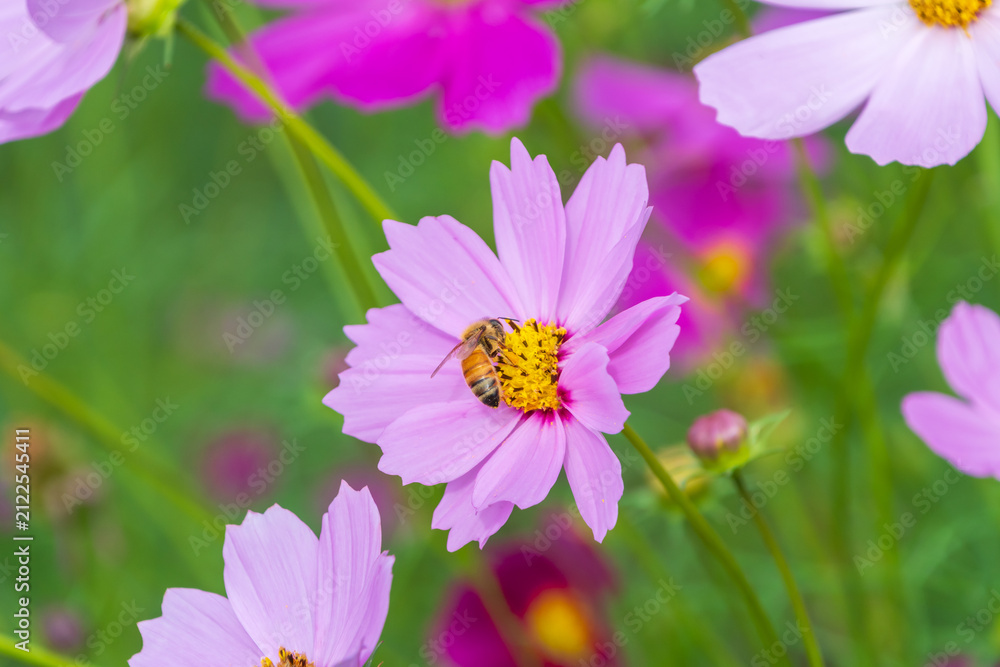 Fototapeta premium Vibrant Pink Cosmos Flower Blooming in Field with Honeybee Collecting Nectar