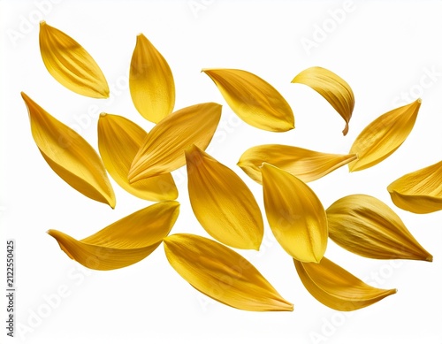 sunflower petals floating in the wind on an isolated background