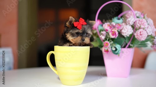 Yorkshire Terrier Puppy Sitting on a white table on blue background. Cute domestic pets	