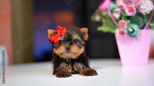 Yorkshire Terrier Puppy Sitting on a white table near a bouquet of flowers. Cute domestic pets	