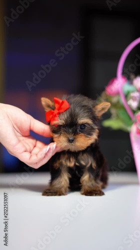 Yorkshire Terrier Puppy Sitting on a white table near a bouquet of flowers. Cute domestic pets	