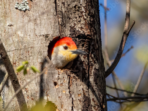 A male Red-bellied Woodpecker peering out of the entrance to its nest cavity