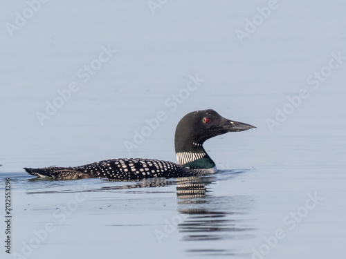 A side on view of a Common Loon in alternate, summer plumage swimming on flat calm water