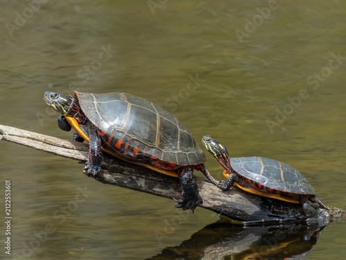 Two Eastern Painted Turtles sunning themselves on a branch protruding from a pond