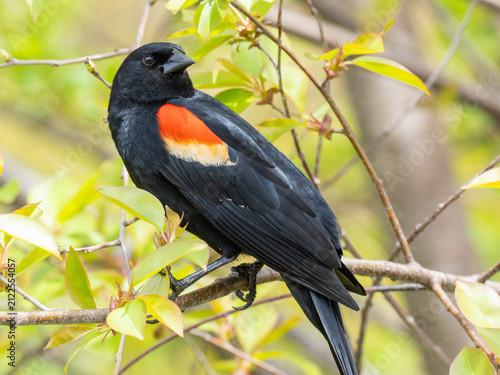 A close up of a perched colorful male Red-winged Blackbird
